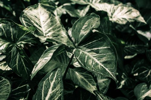 Free Close-up of lush Syngonium leaves showcasing intricate patterns and vibrant green hues. Stock Photo