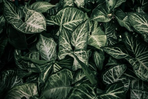 Free Close-up of syngonium leaves showcasing their lush green and white hues. Stock Photo