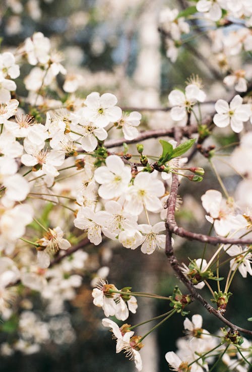 A close up of a white cherry blossom tree