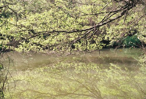 Free Tranquil lake scene with lush green branches reflecting on the water. Stock Photo