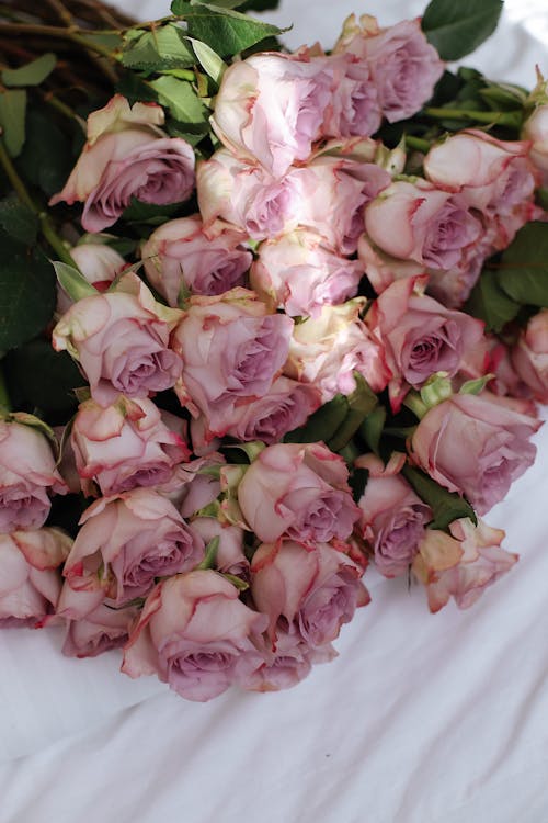 A bunch of pink roses on a white bed