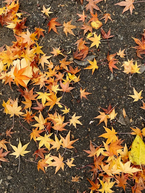 A pile of leaves on the ground with a yellow leaf
