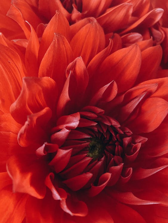 극단적 인 클로즈업, 꽃, 꽃이 피는의 무료 스톡 사진