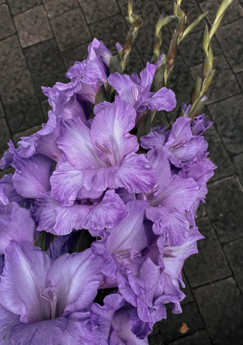 Darmowe zdjęcie z galerii z bruk, fioletowy, kwiaty