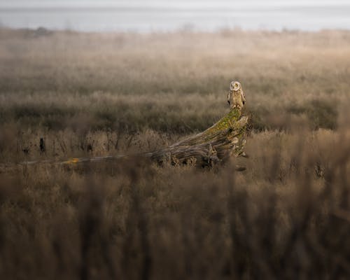 Short-eared Owl on Broken Tree