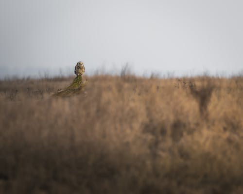 Shor-eared Owl on Grassland