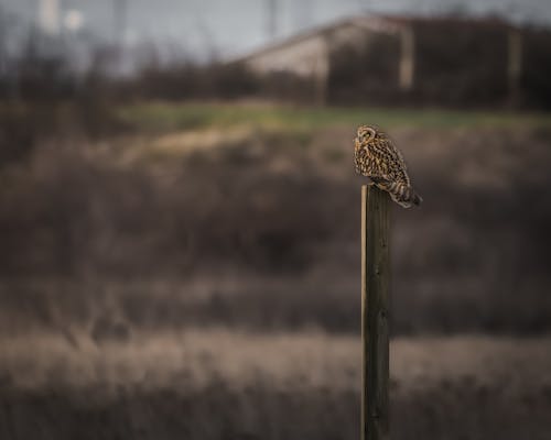 Short-Eared Owl on a Wooden Stick