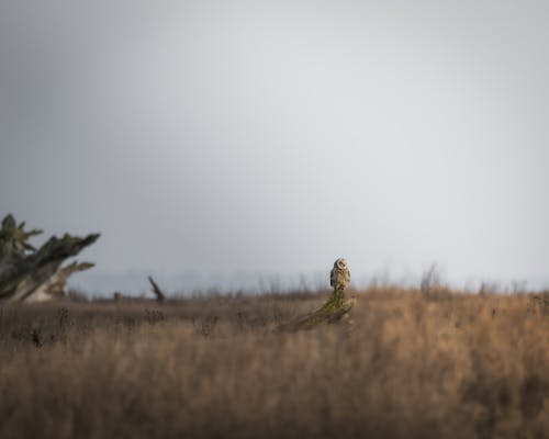 Short-eared Owl in Nature