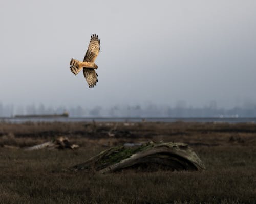 Foto profissional grátis de fotografia de aves, harrier, harrier do norte