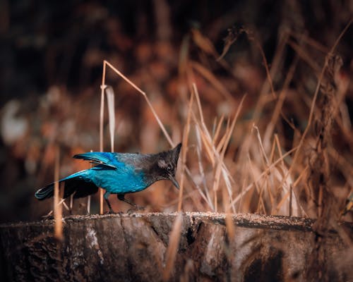 Blue Stellers Jay on a Wood Branch