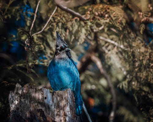 A blue bird sitting on a tree stump