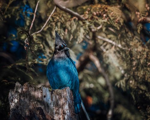 Free A Steller's Jay perched on a tree stump, surrounded by evergreen forest in Langley, BC. Stock Photo