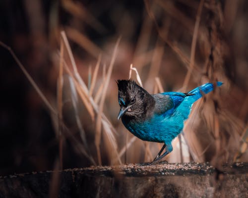 A blue bird with black feathers standing on a stump