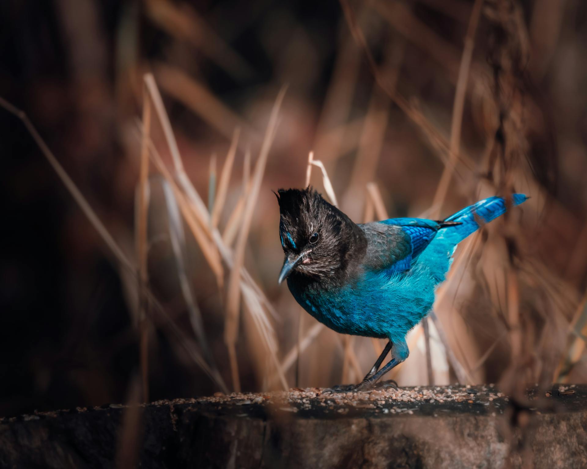 A vivid Steller's Jay standing on a branch amidst brown grasses in Langley, BC.