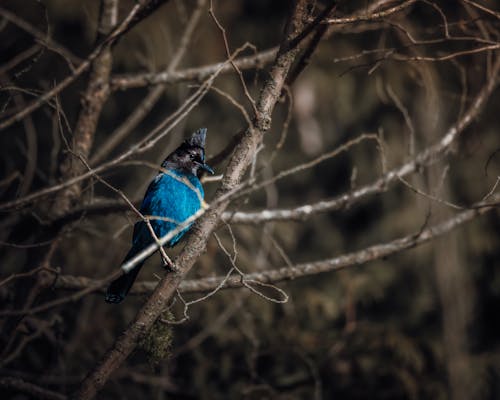 Close-up of a Stellers Jay Sitting on a Branch 