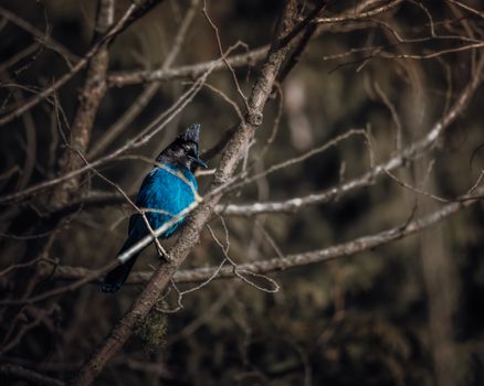 A vibrant Steller's Jay with blue feathers perched on a branch in a Canadian forest.