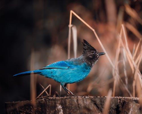 A blue bird with a black beak standing on a stump