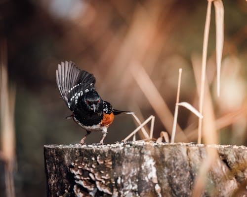 kuş, kuş fotoğrafçılığı içeren Ücretsiz stok fotoğraf