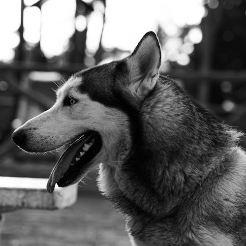 Husky Head in Black and White