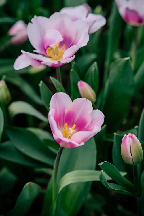 Foto profissional grátis de fechar-se, floração, flores cor-de-rosa