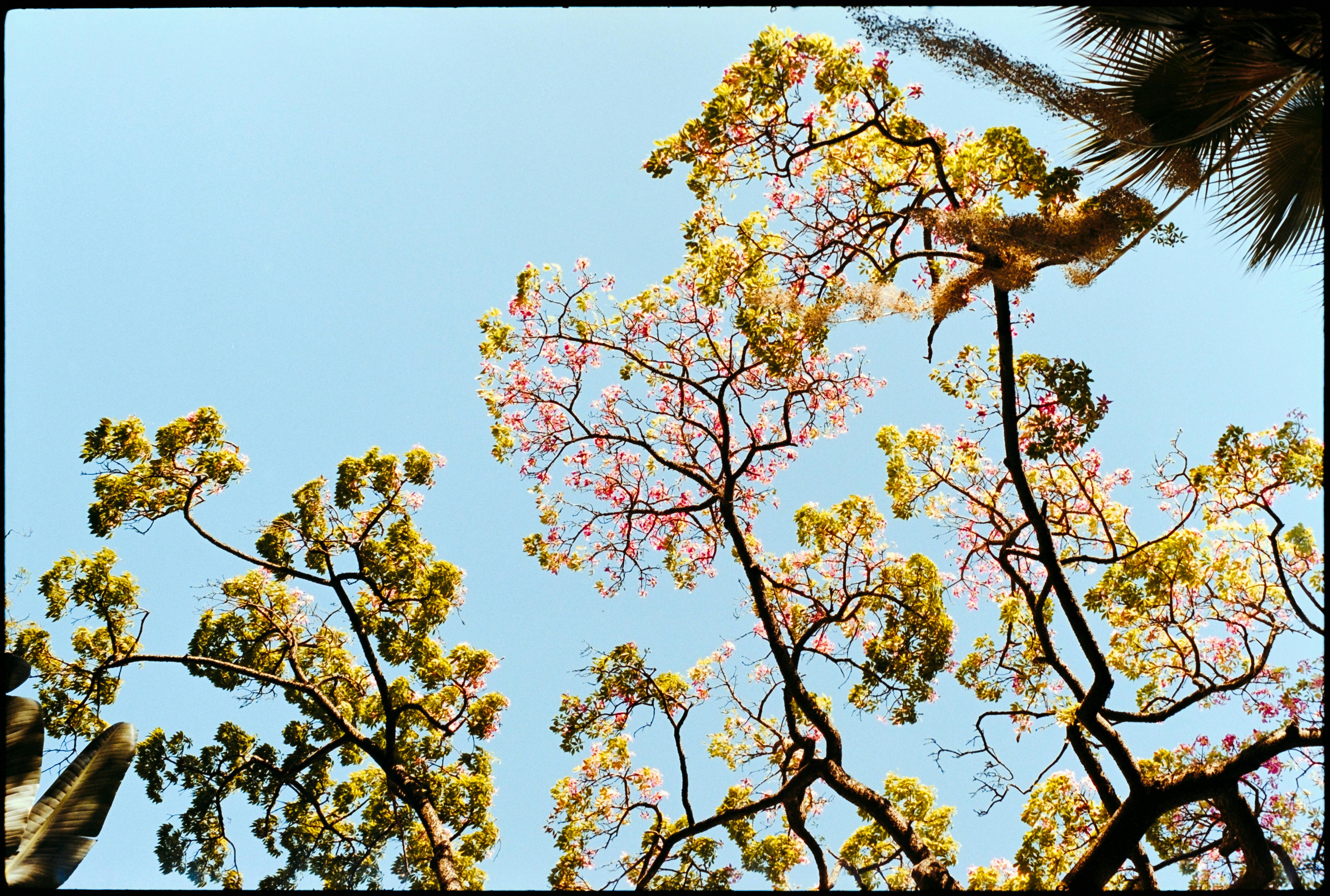Vibrant pink flowers blooming on tree branches under a bright blue sky.