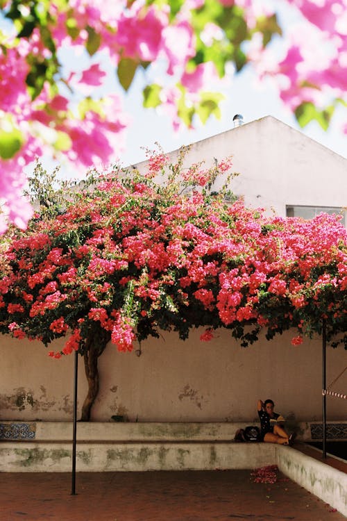 A pink flower covered tree in front of a building