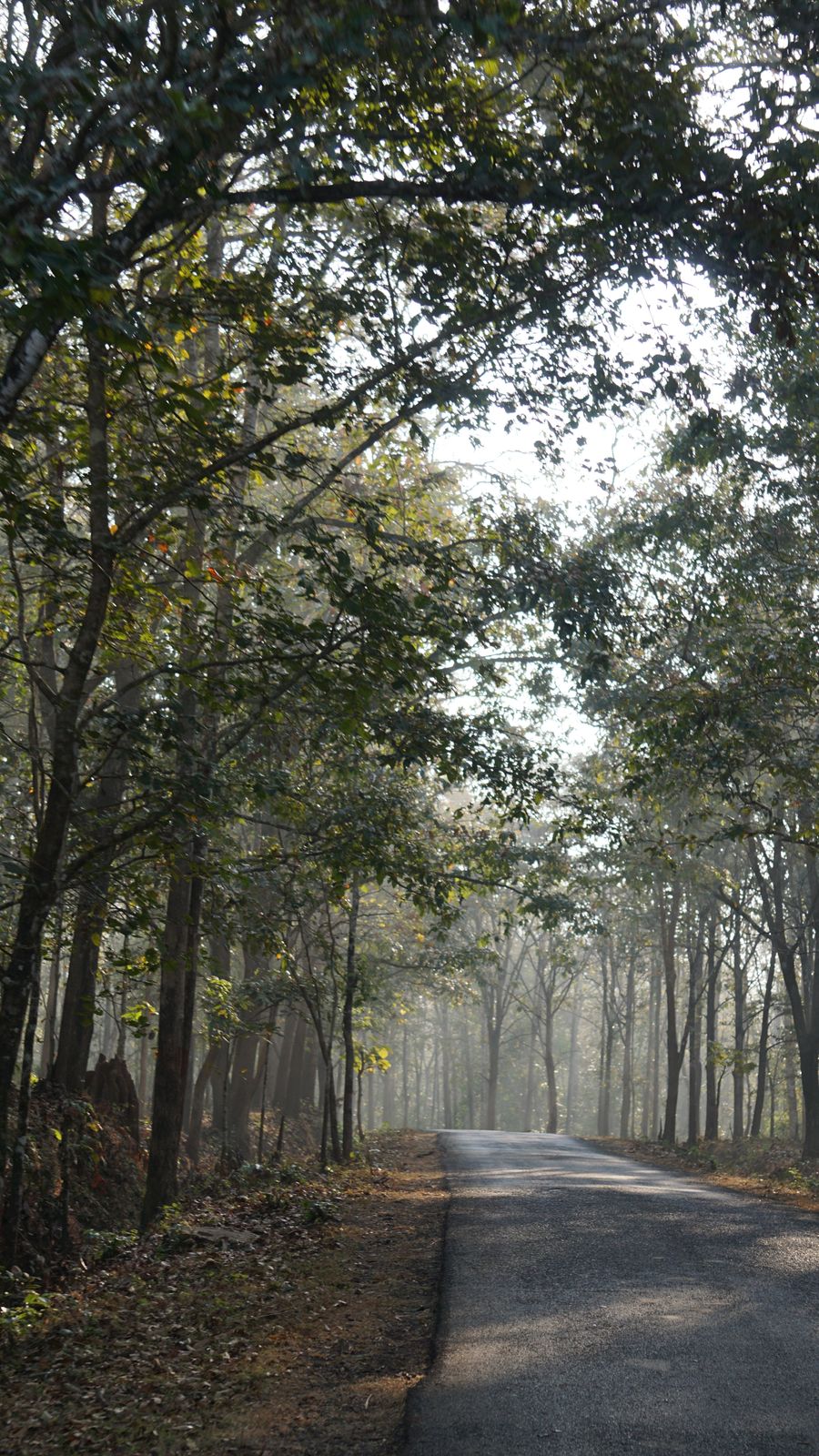 Dandeli (Kali Tiger Reserve) photo 5