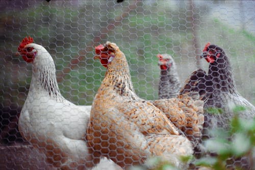 Chickens in a cage with a netting
