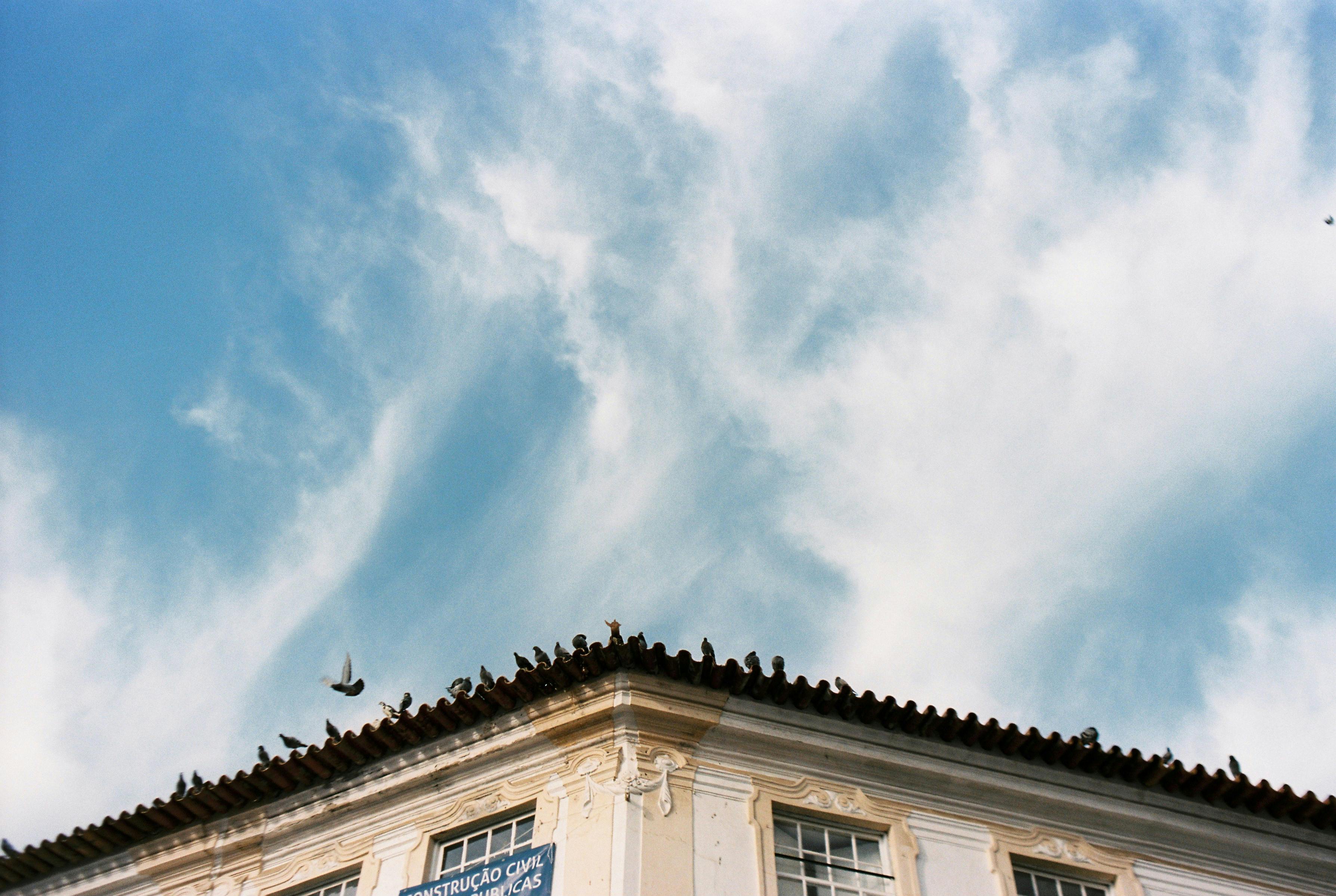 A serene view of pigeons on a rooftop in Évora, Portugal, with a bright blue sky backdrop.