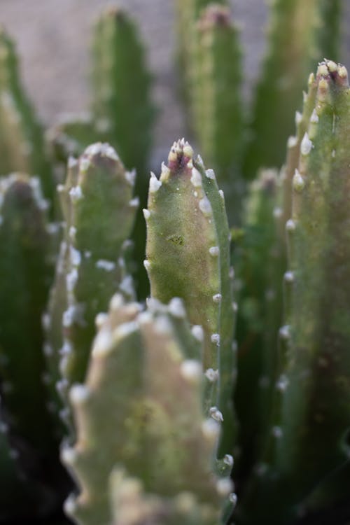 A close up of a cactus plant with small white dots