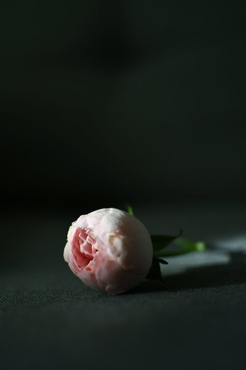 A single pink rose on a black background