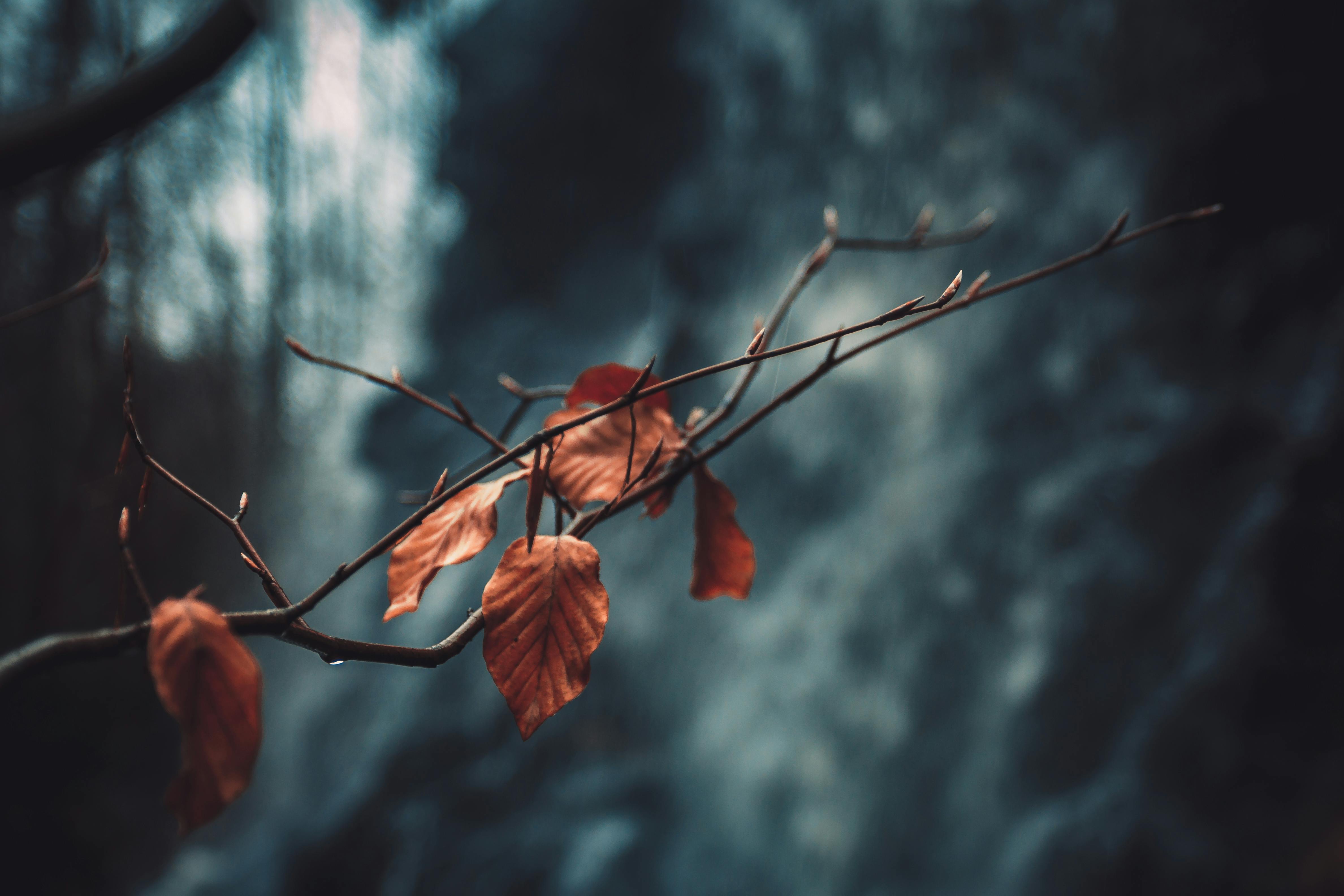 Dried Leaves · Free Stock Photo