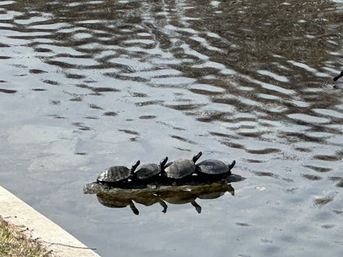Turtles stacked up