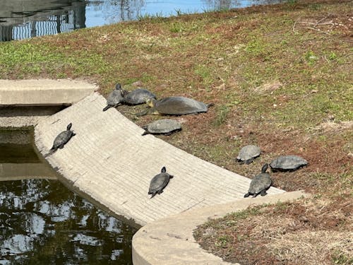Turtles at the Park chillin 