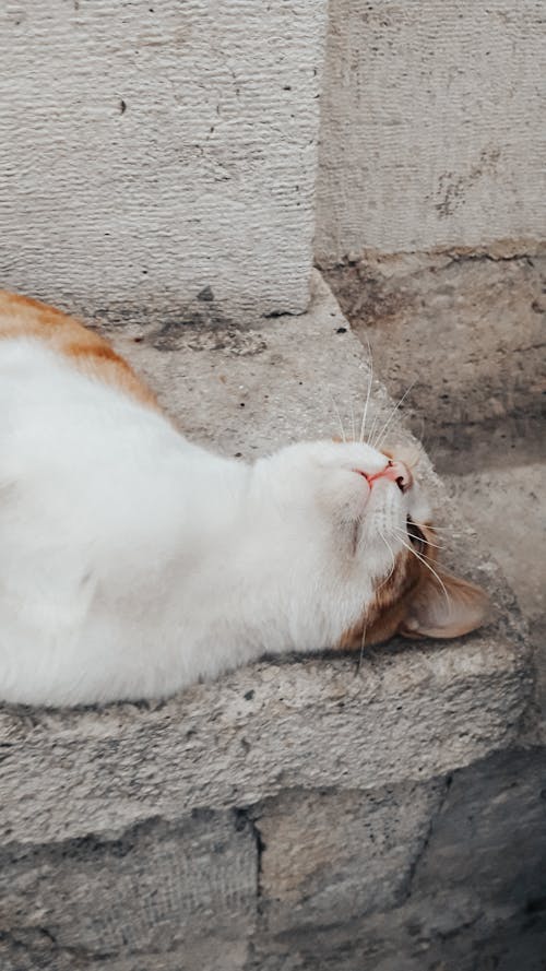 Cat Lying Down on Wall