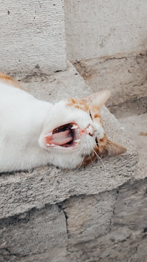 Cat Lying Down and Yawning