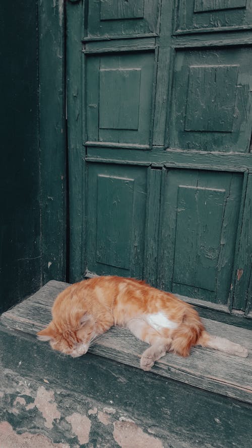 Ginger Cat Lying Down near Door