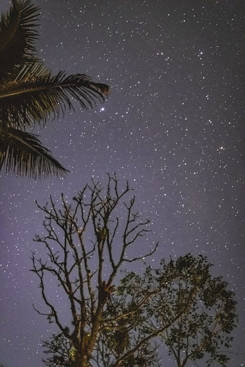 Stars on Night Sky over Trees