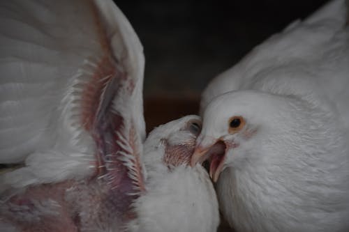 pigeon Feeding 