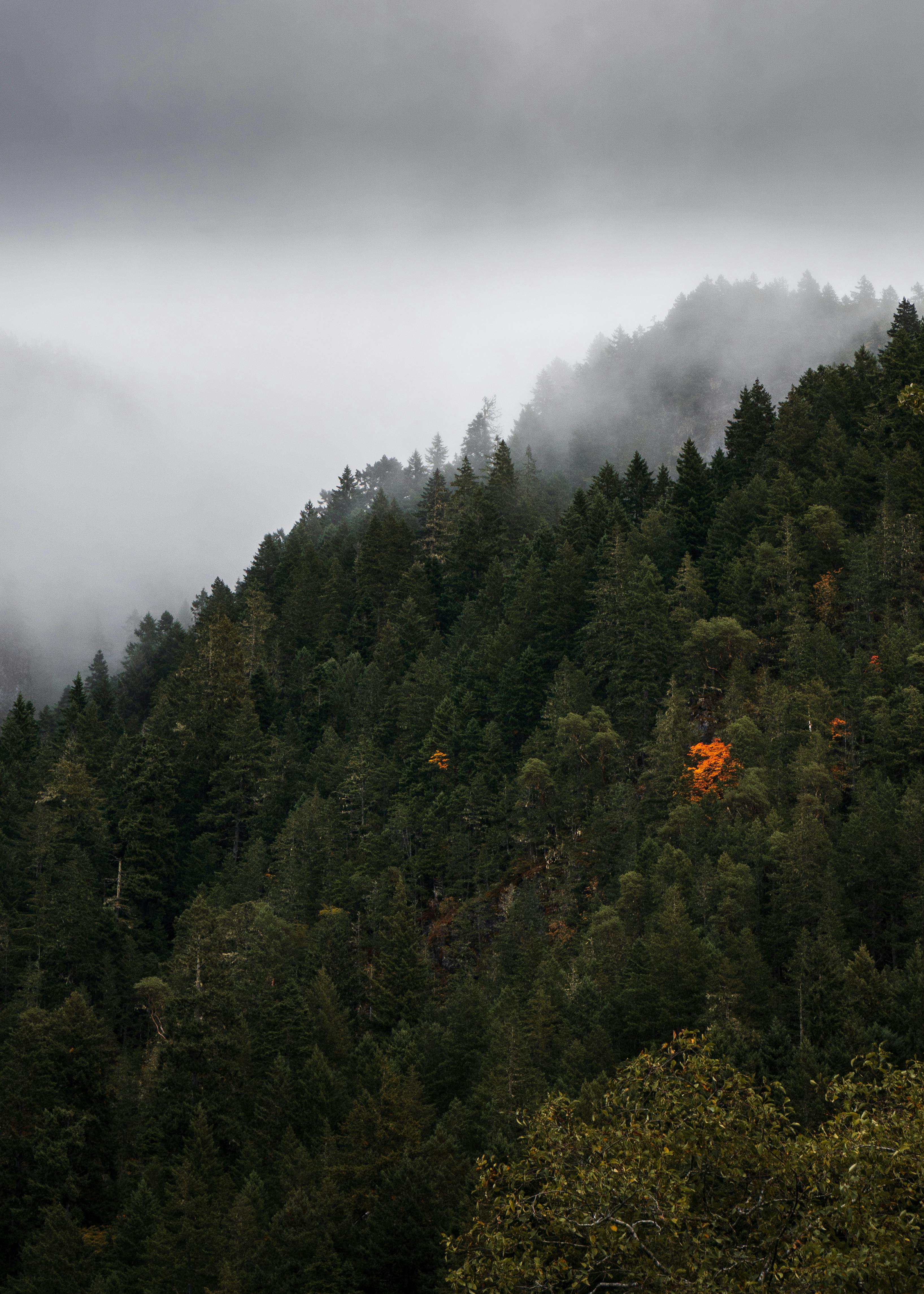 Capture the serenity of a misty forest landscape at Olympic Hot Springs, WA.