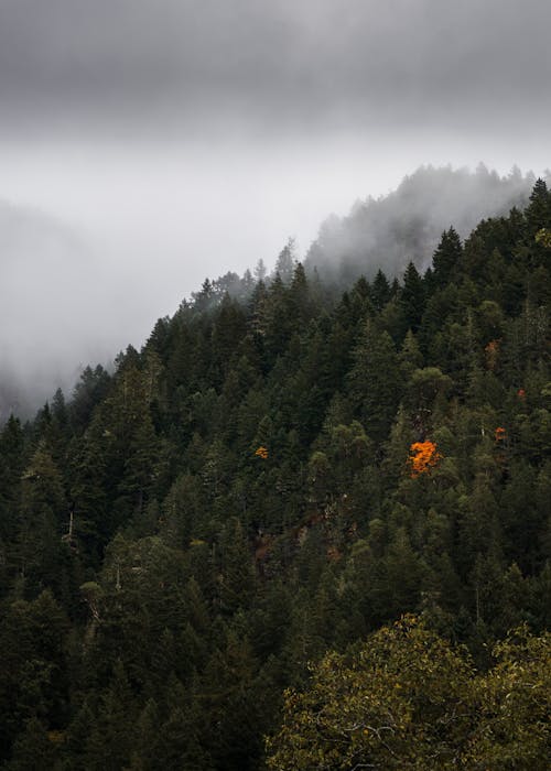 Ingyenes stockfotó domb, drónfelvétel, erdő témában