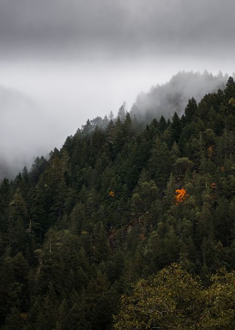 Capture the serenity of a misty forest landscape at Olympic Hot Springs, WA.