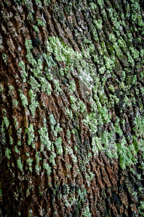 Green Moss on Tree Bark