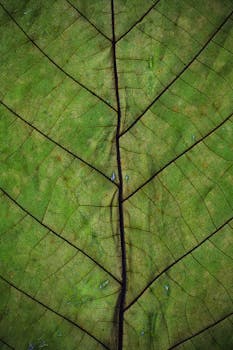 绿叶的复杂纹理图案在特写镜头下清晰展现