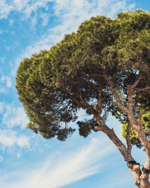 Free Captivating view of a vibrant green pine tree reaching towards the clear blue sky. Stock Photo