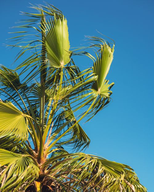 Free Tropical palm tree with lush green leaves under a clear blue sky, showcasing a summer vibe. Stock Photo
