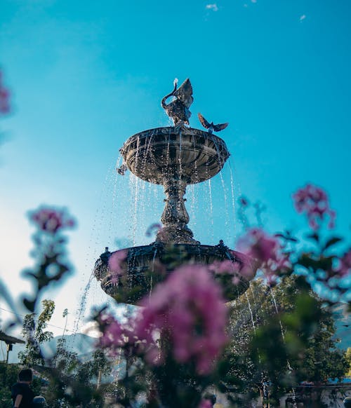 Gratis lagerfoto af blomster, dekorativ, due