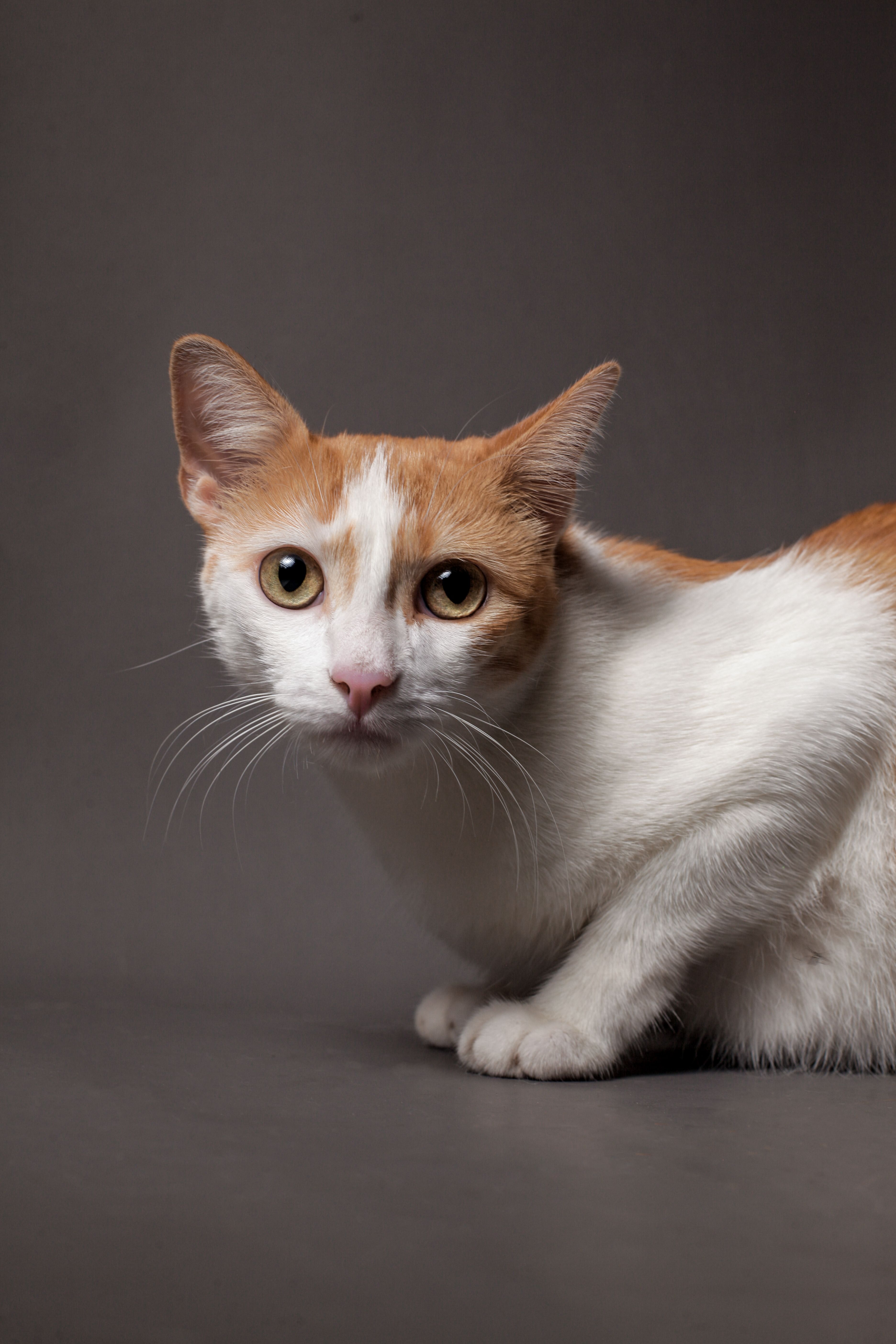 Ginger and white cat with large eyes on a gray background, perfect for pet photography.