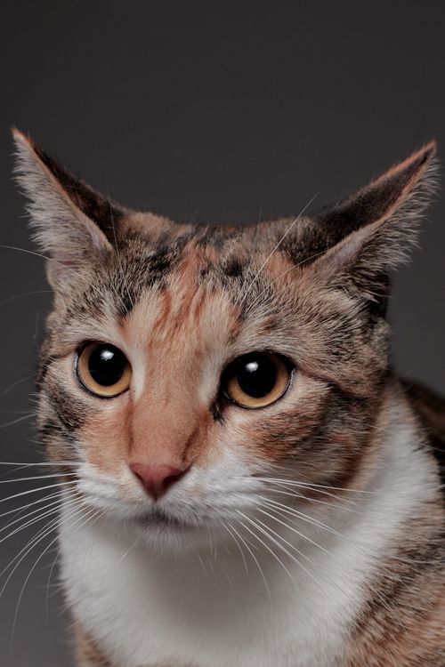 Free Captivating close-up of a domestic cat with striking eyes, perfect for pet lovers. Stock Photo