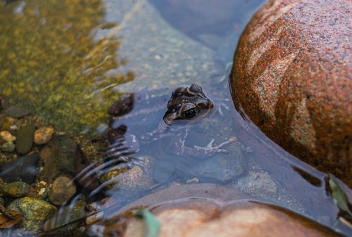 Free Capture of a frog partially submerged in clear water, surrounded by stones. Stock Photo